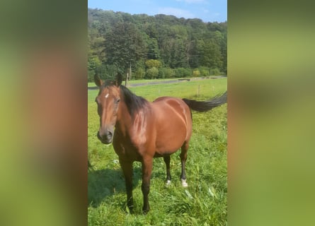 Hanoverian, Mare, 19 years, 16.1 hh, Brown