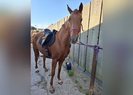 Hanoverian, Mare, 19 years, 16,1 hh, Chestnut-Red