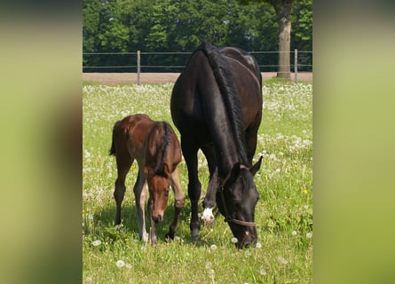 Hanoverian, Mare, 19 years, 16.3 hh, Smoky-Black