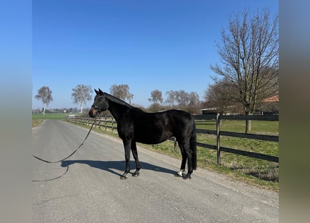 Hanoverian, Mare, 19 years, 16,2 hh, Smoky-Black