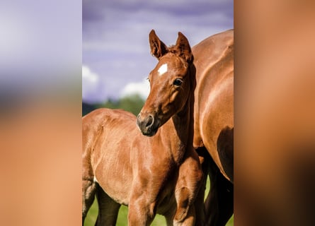 Hanoverian, Mare, 1 year, 15,2 hh, Chestnut-Red