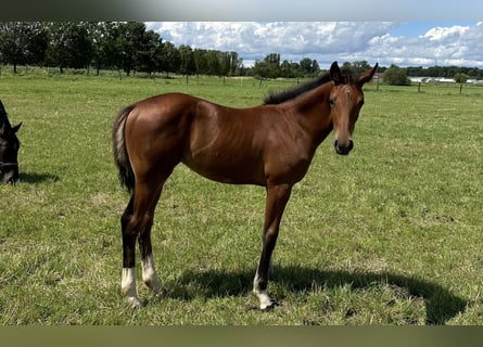 Hanoverian, Mare, 1 year, 16,1 hh, Brown