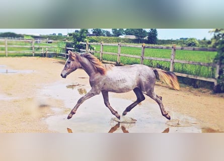 Hanoverian, Mare, 1 year, 16.1 hh, Can be white