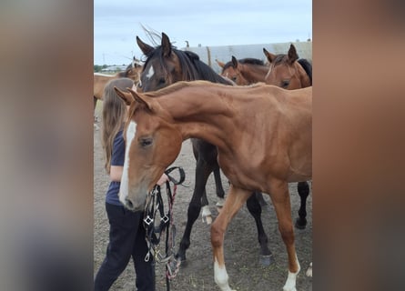 Hanoverian, Mare, 1 year, 16,1 hh, Chestnut-Red