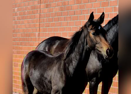 Hanoverian, Mare, 1 year, 16.2 hh, Bay-Dark