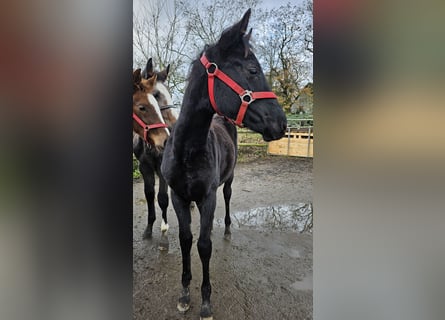 Hanoverian, Mare, 1 year, 16.2 hh, Black