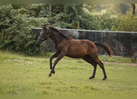 Hannoveraner, Stute, 1 Jahr, 16,2 hh, Rappe