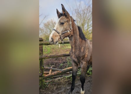 Hanoverian, Mare, 1 year, 16.2 hh, Can be white