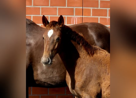 Hanoverian, Mare, 1 year, 16.2 hh, Chestnut