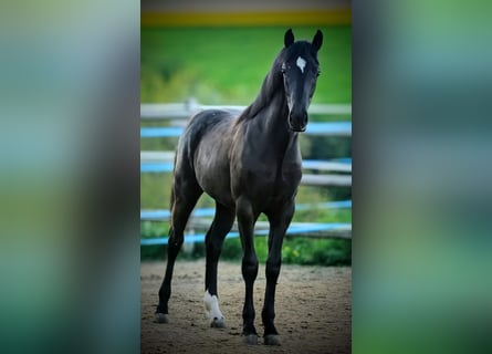 Hanoverian, Mare, 1 year, 16 hh, Bay-Dark