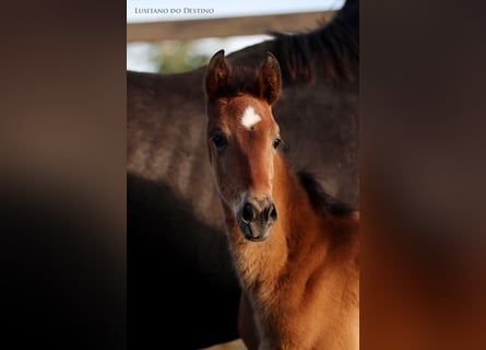 Hanoverian Mix, Mare, 1 year, 16 hh, Brown