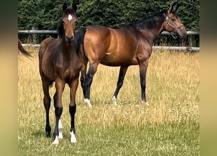 Hanoverian, Mare, 1 year, 16 hh, Brown