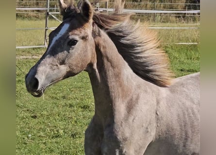 Hanoverian, Mare, 1 year, 16 hh, Can be white