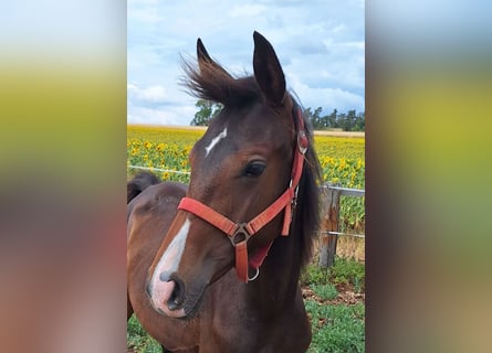 Hanoverian, Mare, 1 year, 16,1 hh, Brown