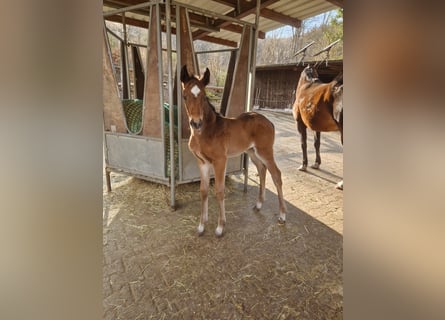 Hanoverian, Mare, 1 year, 16,1 hh, Brown