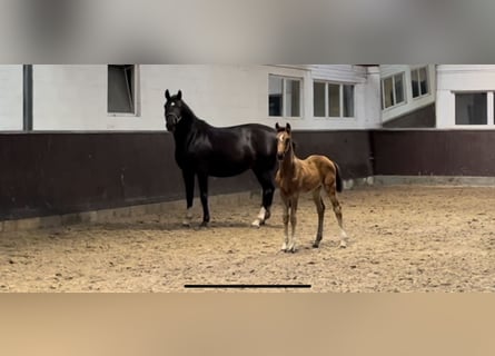 Hanoverian, Mare, 1 year, 16,2 hh, Bay-Dark
