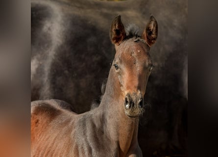 Hanoverian, Mare, 1 year, 16,2 hh, Bay-Dark