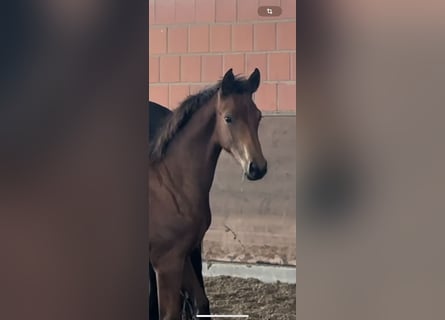 Hanoverian, Mare, 1 year, 16,2 hh, Brown