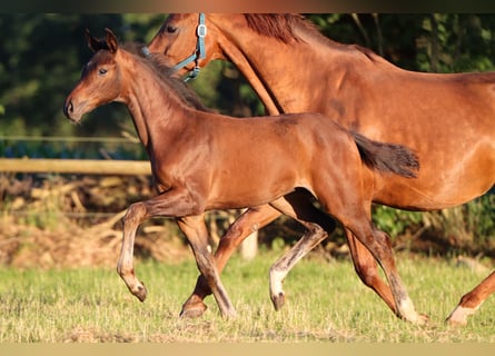 Hanoverian, Mare, 1 year, 16,2 hh, Brown
