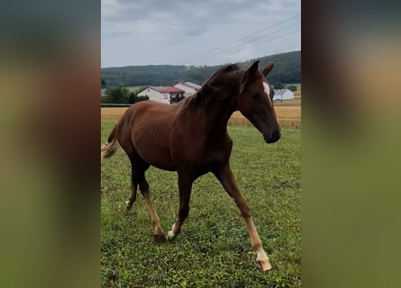 Hanoverian, Mare, 1 year, 16,2 hh, Chestnut-Red