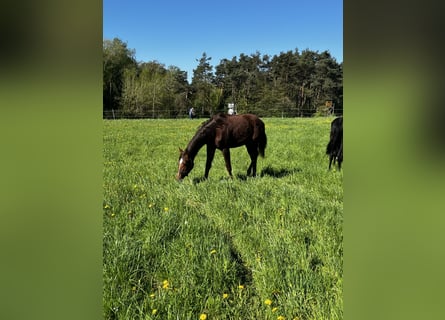 Hanoverian, Mare, 1 year, 16,2 hh, Chestnut-Red