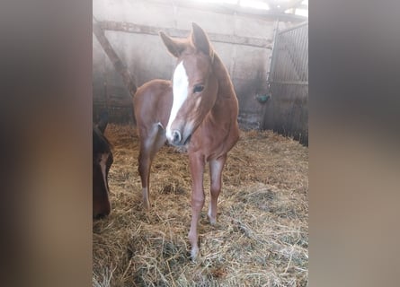 Hanoverian, Mare, 1 year, 16,2 hh, Chestnut-Red