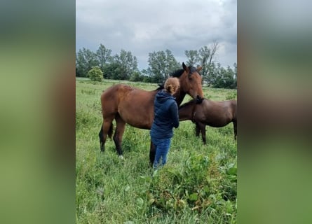 Hanoverian, Mare, 1 year, 16,3 hh, Brown
