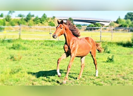 Hanoverian, Mare, 1 year, 16,3 hh, Chestnut-Red