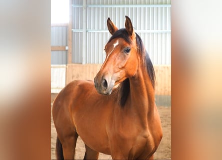 Hanoverian, Mare, 1 year, 17 hh, Brown