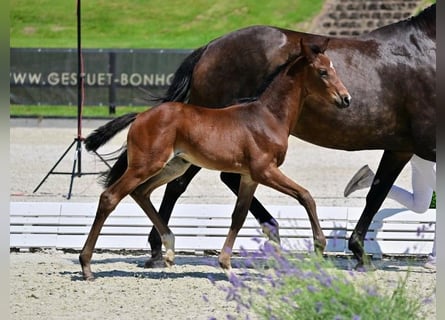 Hanoverian, Mare, 1 year, Bay-Dark