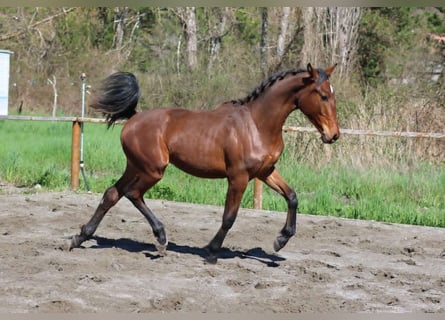 Hanoverian, Mare, 1 year, Bay-Dark Hanoverian, Mare, 1 year, Bay-Dark
