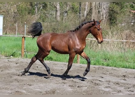 Hanoverian, Mare, 1 year, Bay-Dark