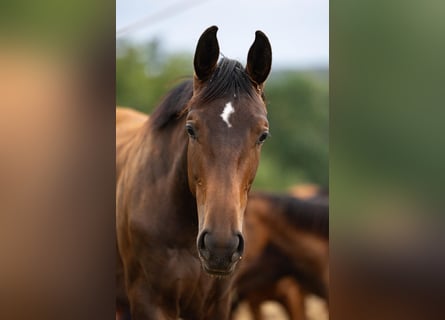 Hanoverian, Mare, 1 year, Bay-Dark