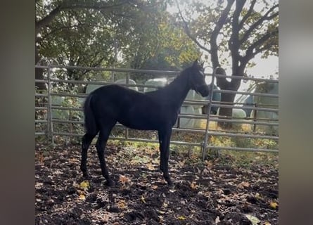 Hanoverian, Mare, 1 year, Black