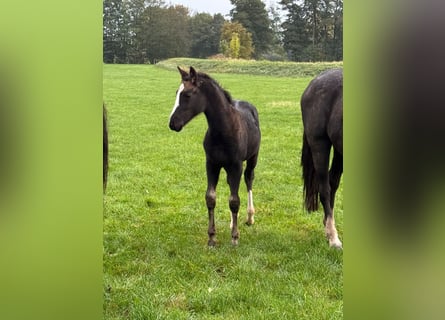 Hanoverian, Mare, 1 year, Black