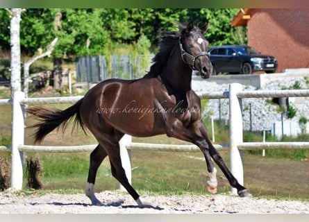 Hanoverian, Mare, 1 year, Black