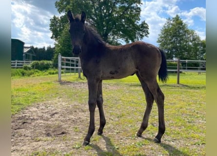 Hanoverian, Mare, 1 year, Black