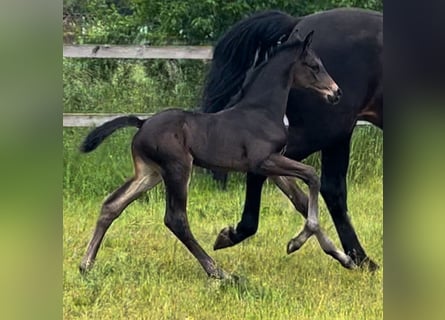 Hanoverian, Mare, 1 year, Black