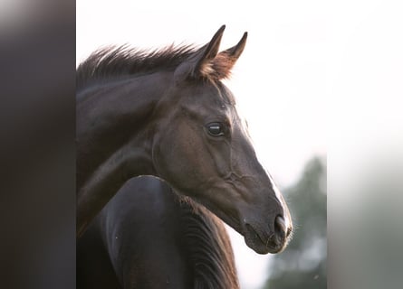 Hanoverian, Mare, 1 year, Black