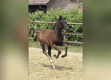 Hanoverian, Mare, 1 year, Black