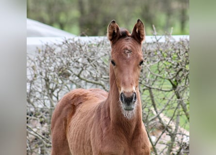 Hanoverian, Mare, 1 year, Brown