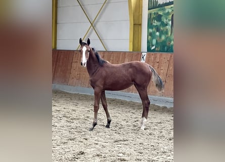 Hanoverian, Mare, 1 year, Brown