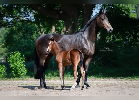 Hanoverian, Mare, 1 year, Brown