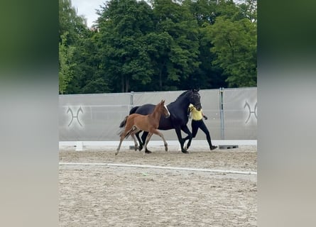 Hanoverian, Mare, 1 year, Brown