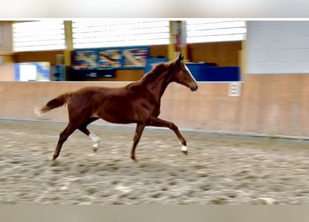 Hanoverian, Mare, 1 year, Chestnut-Red