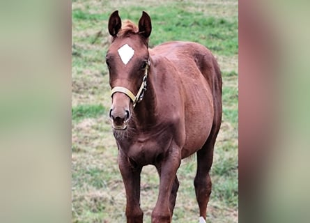 Hanoverian, Mare, 1 year, Chestnut-Red