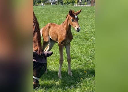 Hanoverian, Mare, 1 year, Chestnut-Red