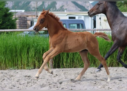 Hanoverian, Mare, 1 year, Chestnut-Red