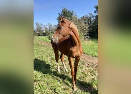 Hanoverian, Mare, 1 year, Chestnut-Red