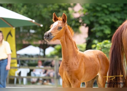 Hanoverian, Mare, 1 year, Chestnut